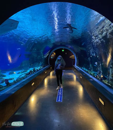 Aquarium utah - SeaQuest offers a completely interactive, hands-on learning experience with opportunities to: Explore: Exhibits featuring sea life, rainforest reptiles, tropical birds and vast desert species ...